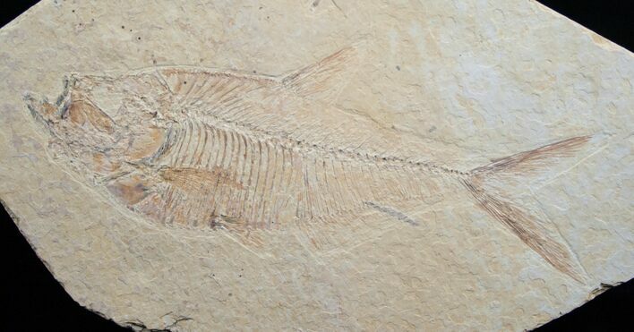 Diplomystus Fossil Fish - Wyoming #5491